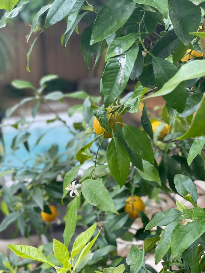 Maison Dans Les Arbres, Spa, Tennis, Parking Nîmes Dış mekan fotoğraf